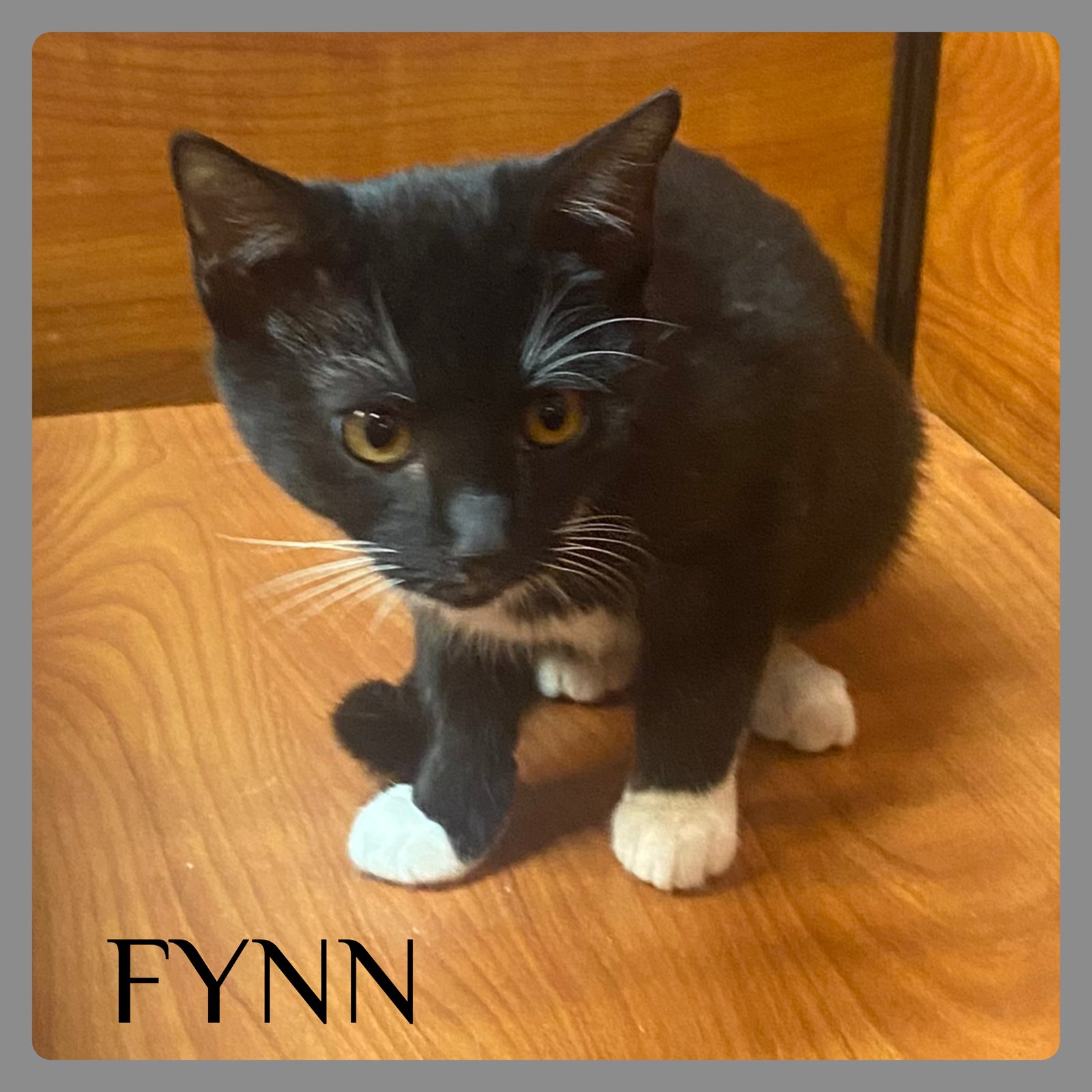 FYNN - Tuxedo available for adoption