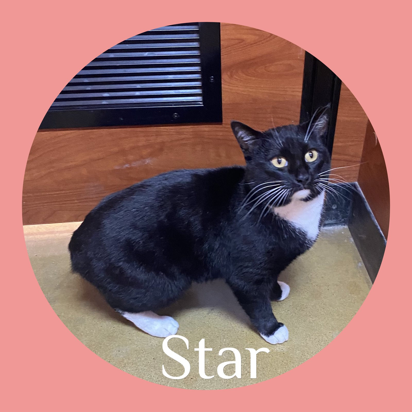 STAR - Tuxedo available for adoption