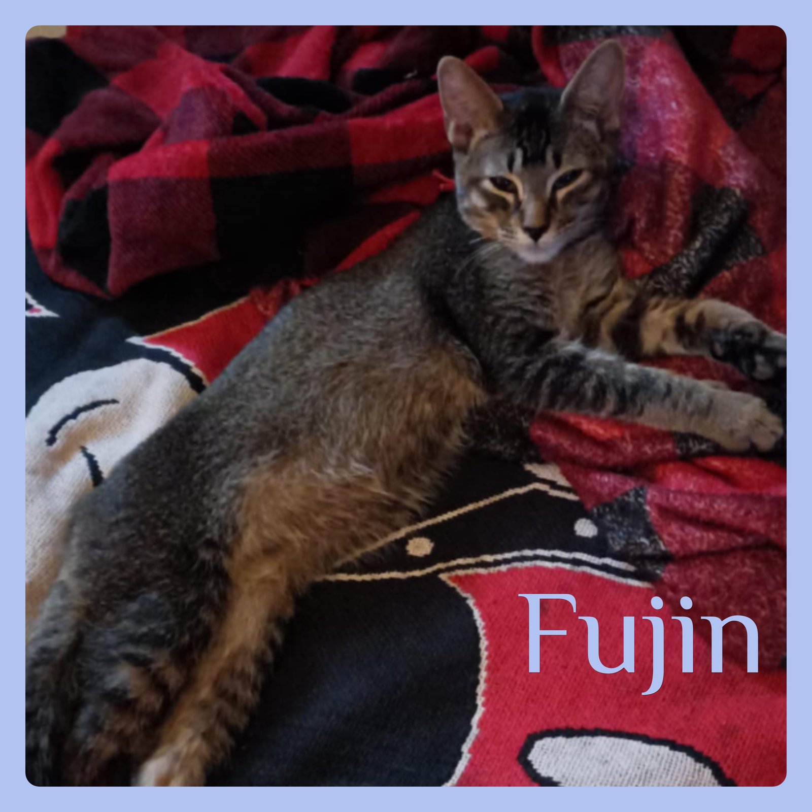 FUJIN - Tabby available for adoption