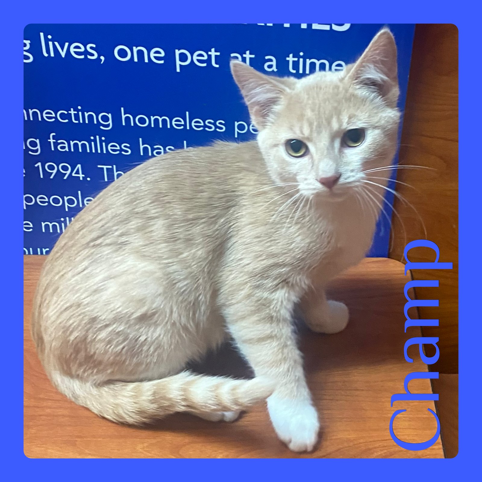 CHAMP - Tabby available for adoption