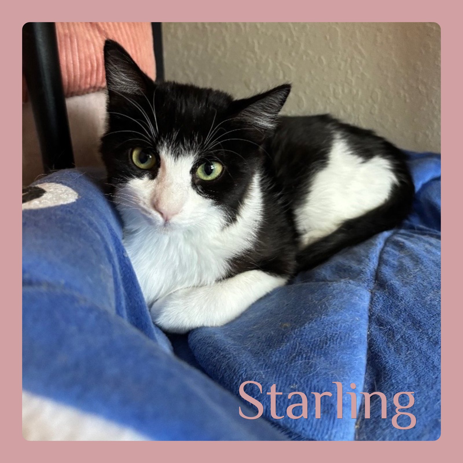 STARLING - Tabby available for adoption