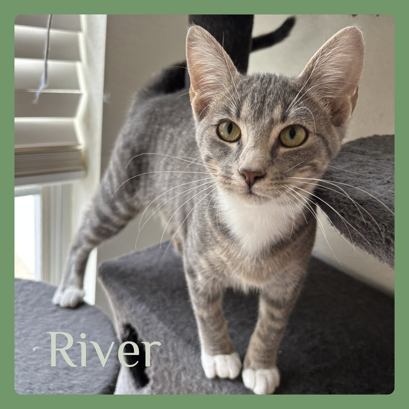 RIVER - Tabby available for adoption