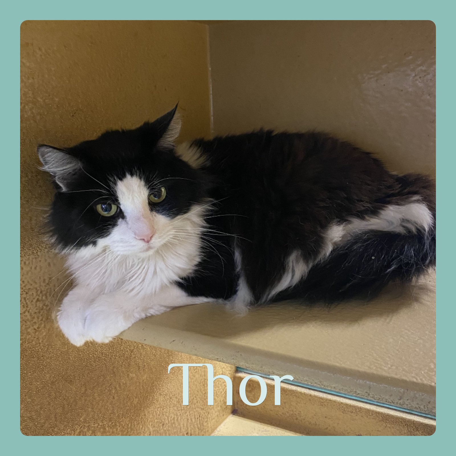 THOR - Tabby available for adoption