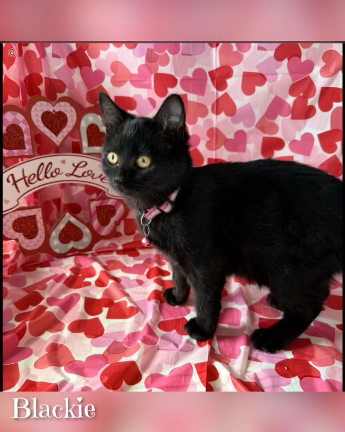 BLACKIE - Tabby available for adoption