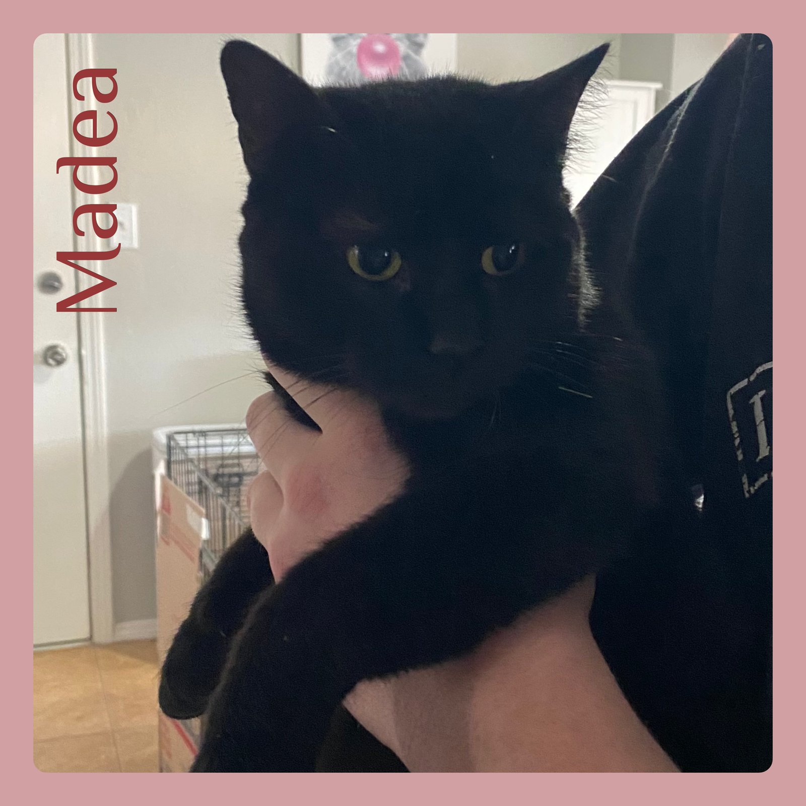 MADEA - Tabby available for adoption