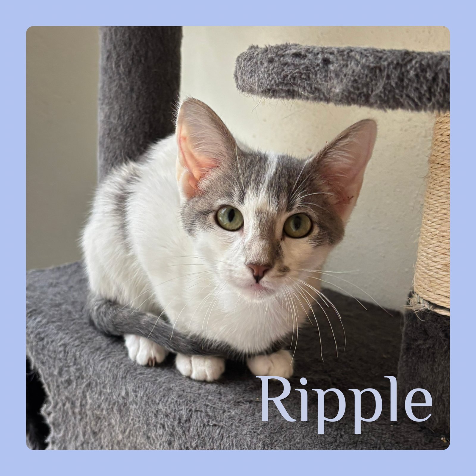 RIPPLE - Tabby available for adoption