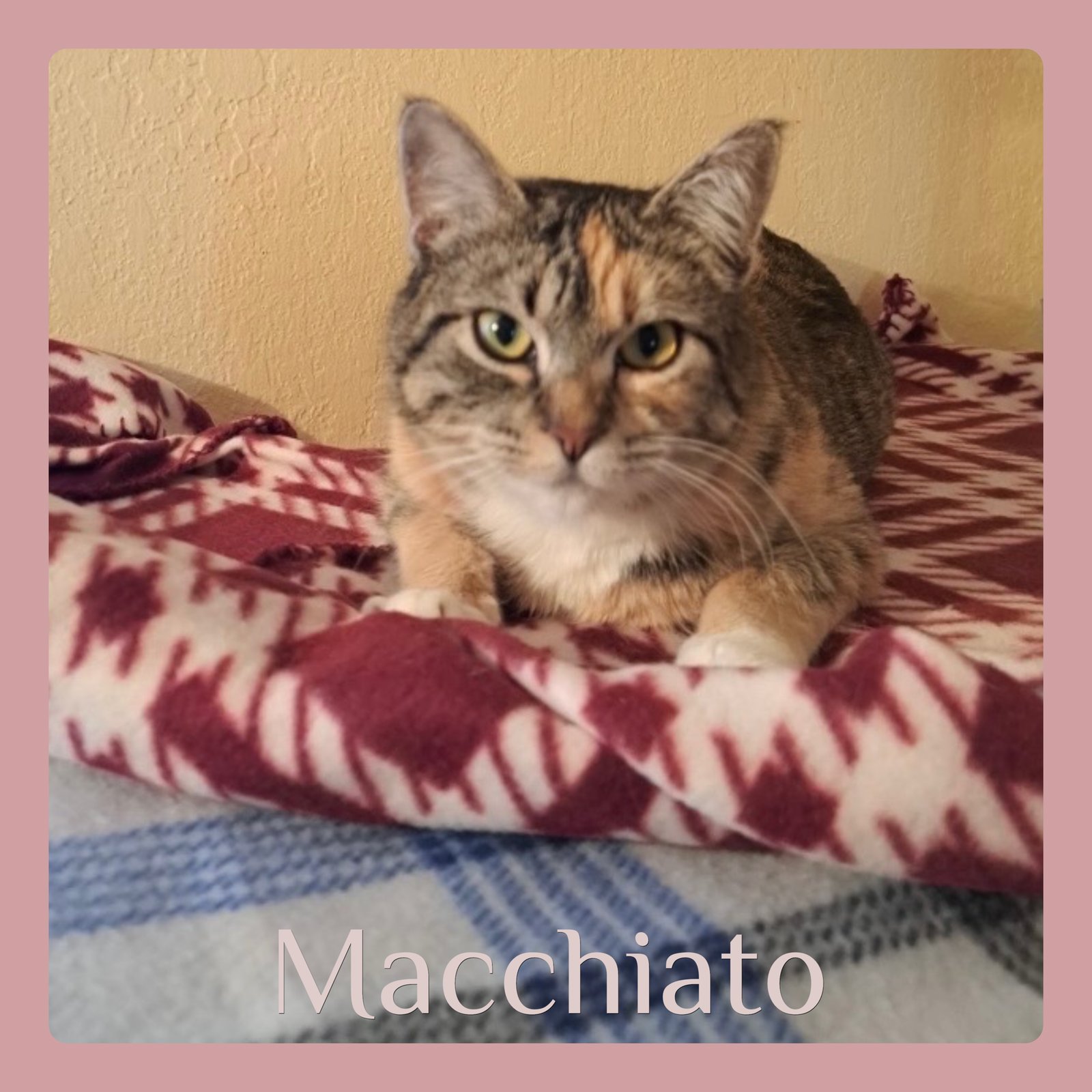 MACCHIATO - Calico available for adoption