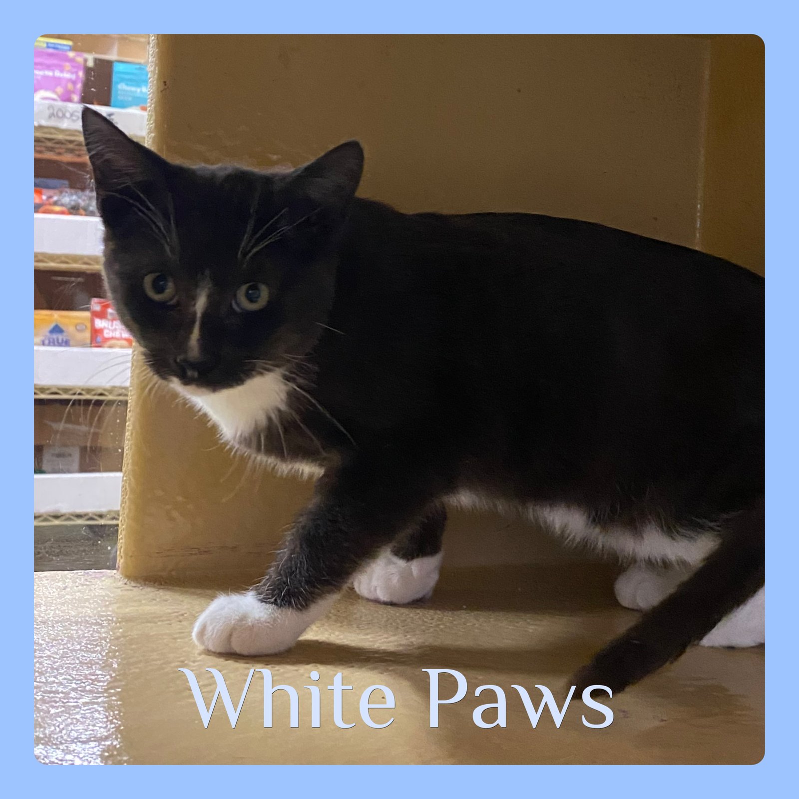 WHITE PAWS - Tuxedo available for adoption