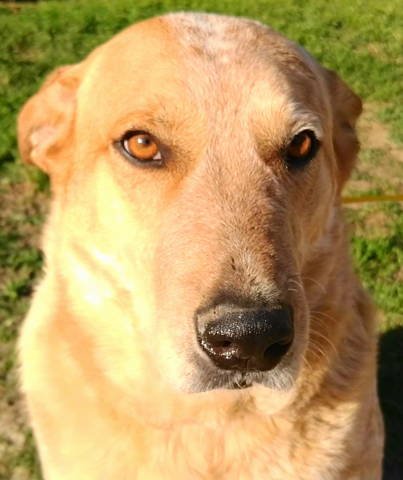 Brody Image