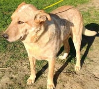 Brody - Photo 3