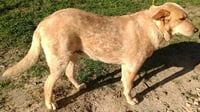 Brody - Photo 4