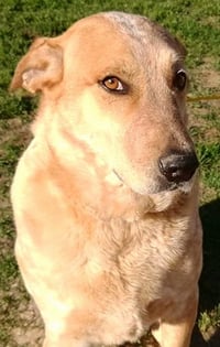Brody - Photo 2