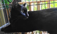 A-Mitzy Barn Cat - Photo 3
