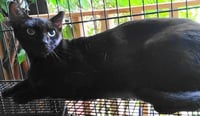 A-Mitzy Barn Cat - Photo 2