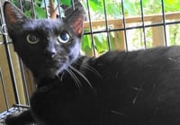 A-Mitzy Barn Cat - Photo 1