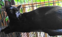 A-Mitzy Barn Cat - Photo 4