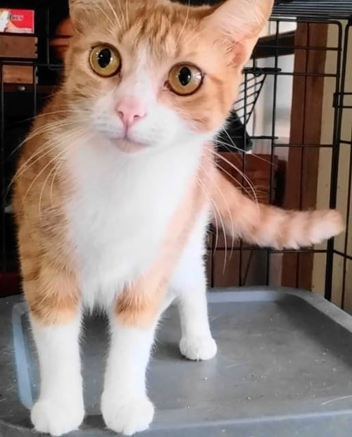 A-JOY - Tabby for adoption in Tyler