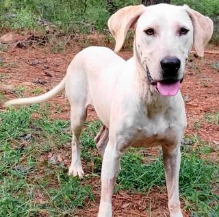 CORA - English Pointer available for adoption