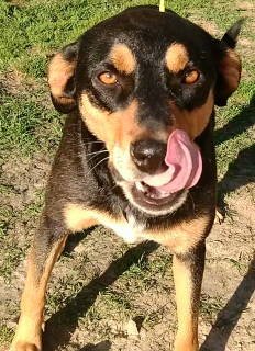 CALLAN - Doberman Pinscher available for adoption