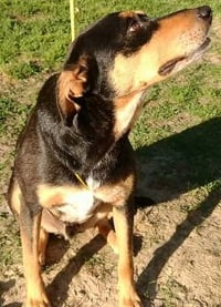 Callan - Photo 3