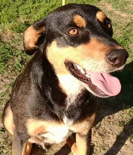 CALLAN - Doberman Pinscher available for adoption