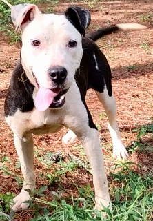 ADILYNN - Boxer available for adoption