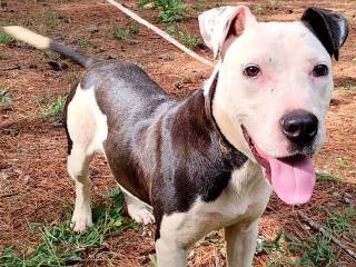 ADILYNN - Boxer available for adoption