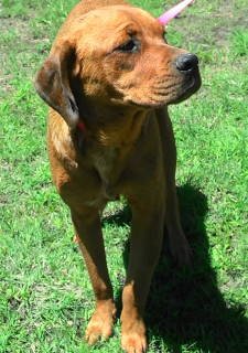 TRUFFLES - Cocker Spaniel available for adoption
