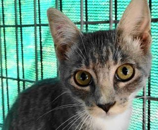 ESME - Tabby for adoption in Tyler
