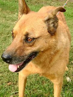 ARTIE - Shepherd / Boxer available for adoption