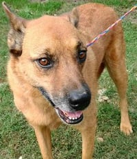 Artie - Photo 3