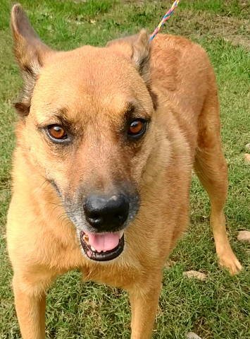 ARTIE - Shepherd / Boxer available for adoption