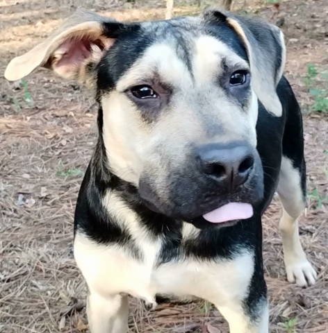 RICKY - German Shepherd Dog available for adoption
