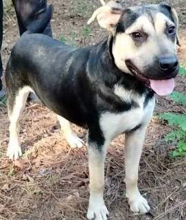 RICKY - German Shepherd Dog available for adoption