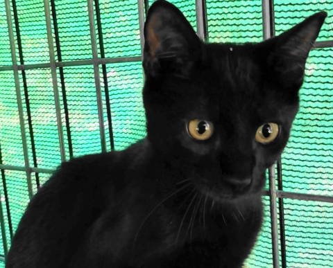 GEORDIE - Domestic Short Hair for adoption in Tyler