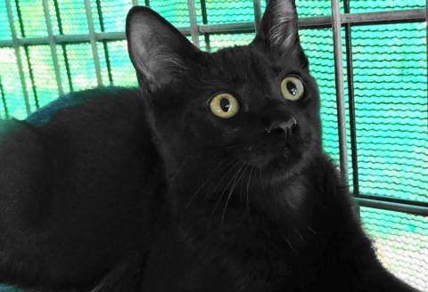 GEORDIE - Domestic Short Hair available for adoption