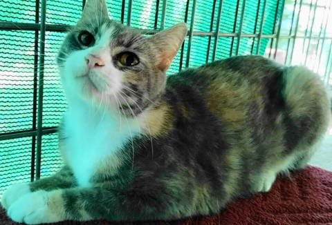 CORINNE - Torbie available for adoption