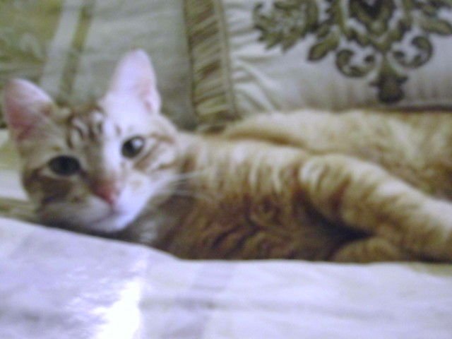 MORRIS - Domestic Short Hair available for adoption