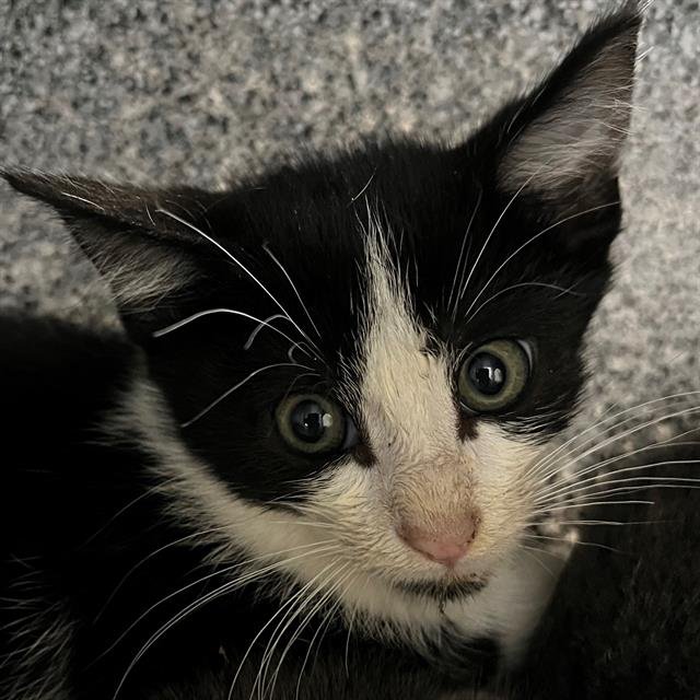 REZ - Domestic Short Hair available for adoption