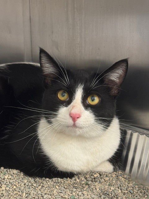 MACY - Domestic Short Hair available for adoption