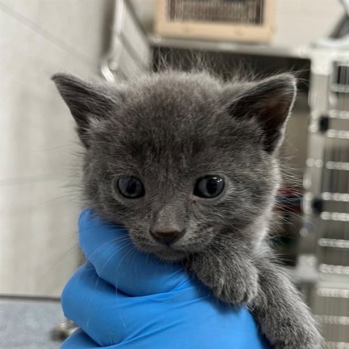 A304000 - Domestic Short Hair available for adoption