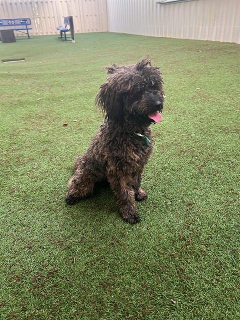 CHICKEN LITTLE - Golden Retriever available for adoption