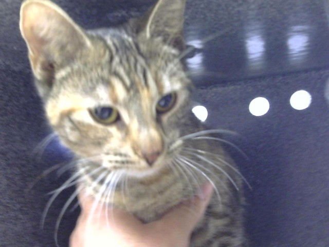 PENNY - Domestic Short Hair available for adoption