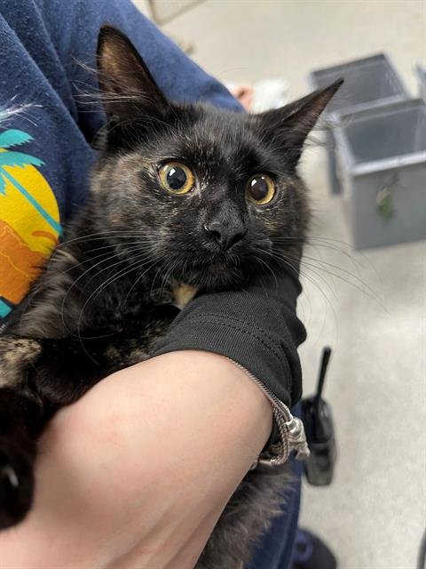 JUNIPURR - Domestic Medium Hair available for adoption