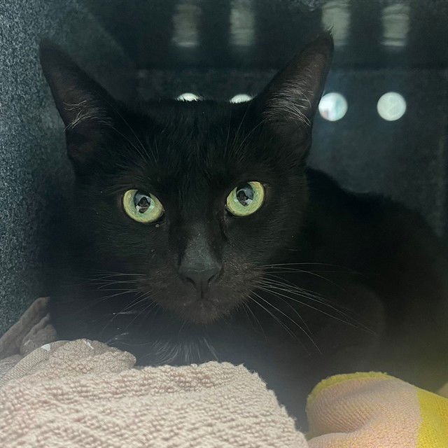 PRIM - Domestic Short Hair available for adoption