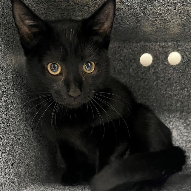 MS. WIGGLES - Domestic Short Hair available for adoption