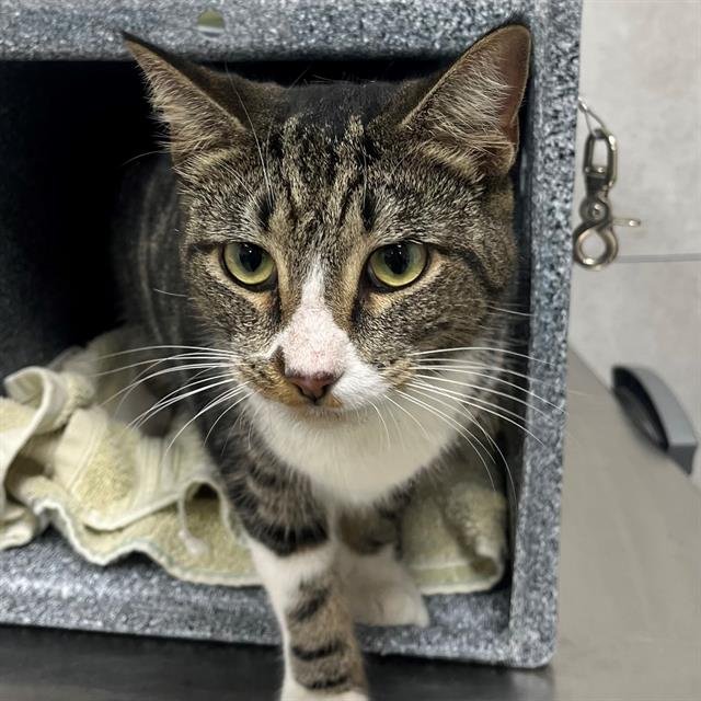 ESPRESSO - Domestic Short Hair available for adoption