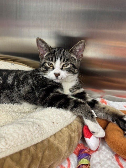 ROSEY - Domestic Short Hair available for adoption