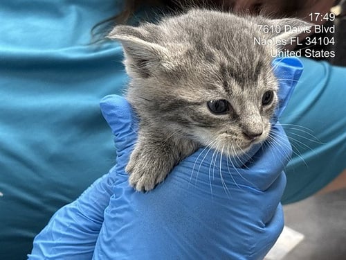 ELI - Domestic Short Hair available for adoption