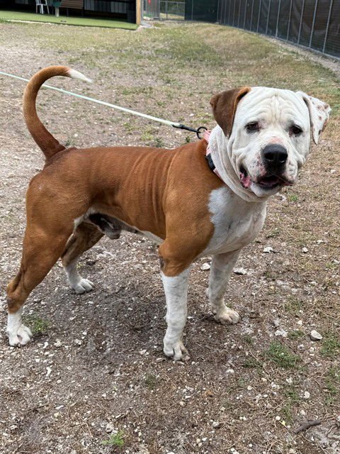 HUMPHREY - American Bulldog available for adoption